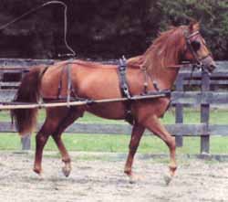 Whippoorwill King Jubilee
