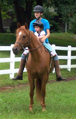family horse