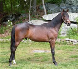 Warren - one year old bay colt