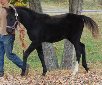 Celestial as a weanling