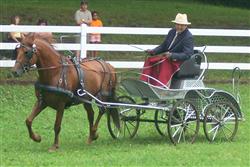 King Jubilee - chestnut stallion in harness